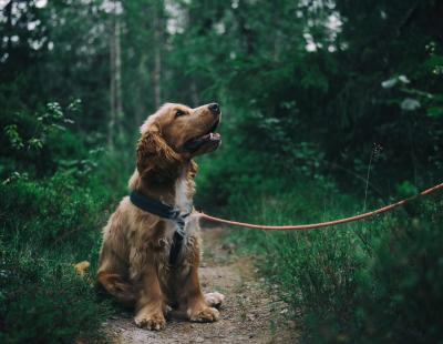 Image of a brown dog on a lead sitting on a woodland path, surrounded by trees and shubbery.